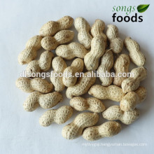 Chinese Raw Peanuts For Sale Count 9/11,11/13  Peanut